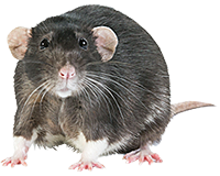 Rattenfallen & Rattenfallen-Köder