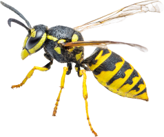 Fliegende Insekten